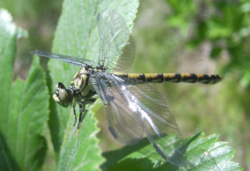 Libellula da ID